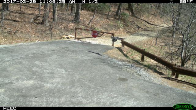 Common+Raven (<I>Corvus corax</I>), Chimney Rock State Park, North Carolina, United States