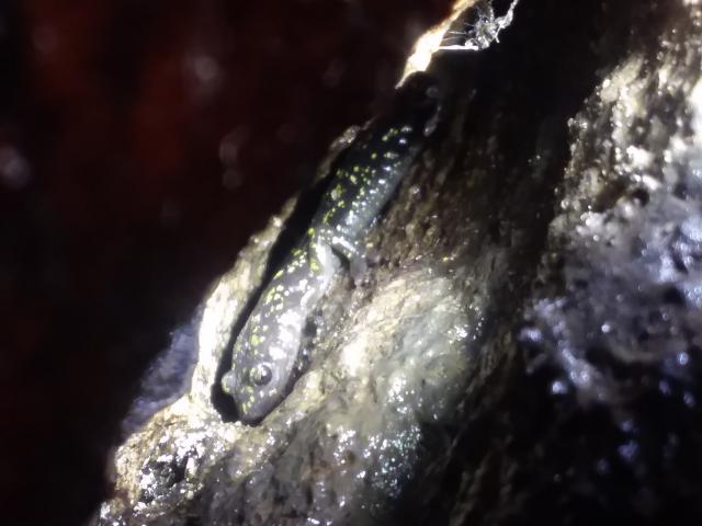 Hickory+Nut+Gorge+Green+Salamander (<I>Aneides caryaensis</I>), Chimney Rock State Park, North Carolina, United States