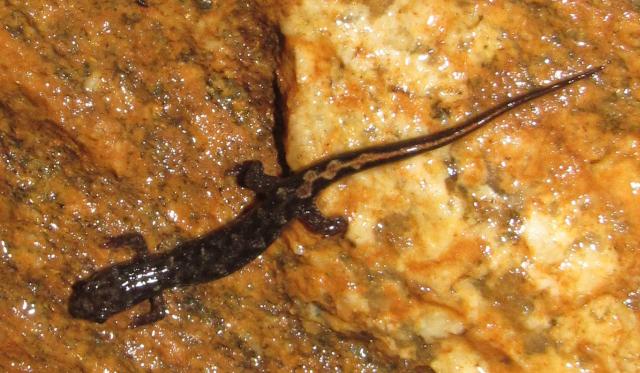 Ocoee+Salamander (<I>Desmognathus ocoee</I>), Chimney Rock State Park, North Carolina, United States