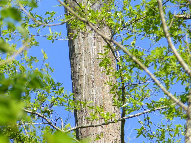Red-cockaded+Woodpecker (<I>Dryobates borealis</I>), Chowan Swamp State Natural Area, North Carolina, United States