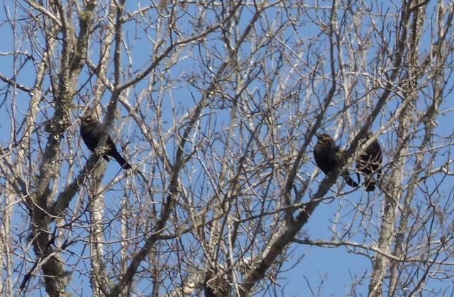 Rusty+Blackbird (<I>Euphagus carolinus</I>), Chowan Swamp State Natural Area, North Carolina, United States