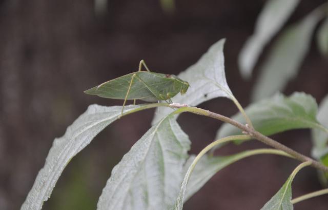 Lesser+Angle-wing+Katydid (<I>Microcentrum retinerve</I>), Cliffs of the Neuse State Park, North Carolina, United States