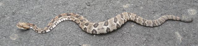 Timber+Rattlesnake (<I>Crotalus horridus</I>), Crowders Mountain State Park, North Carolina, United States