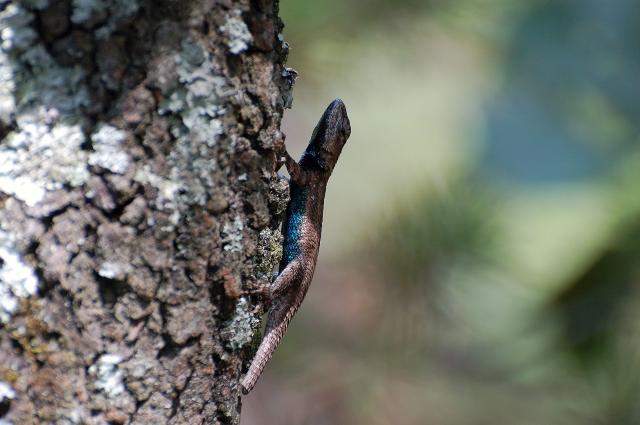 Eastern+Fence+Lizard (<I>Sceloporus undulatus</I>), Crowders Mountain State Park, North Carolina, United States