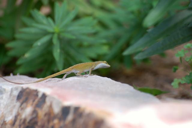 Green+Anole (<I>Anolis carolinensis</I>), Crowders Mountain State Park, North Carolina, United States
