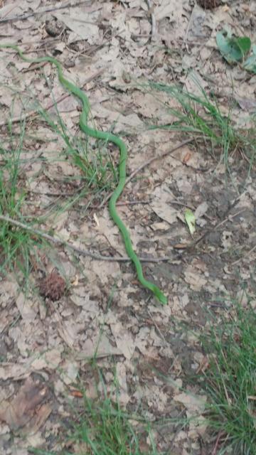 Northern+Rough+Green+Snake (<I>Opheodrys aestivus</I>), Crowders Mountain State Park, North Carolina, United States