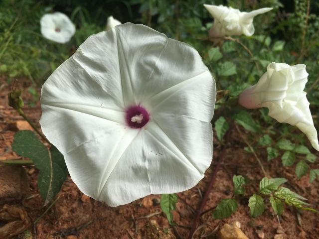 Morning+Glory (<I>Ipomoea hederacea</I>), Crowders Mountain State Park, North Carolina, United States