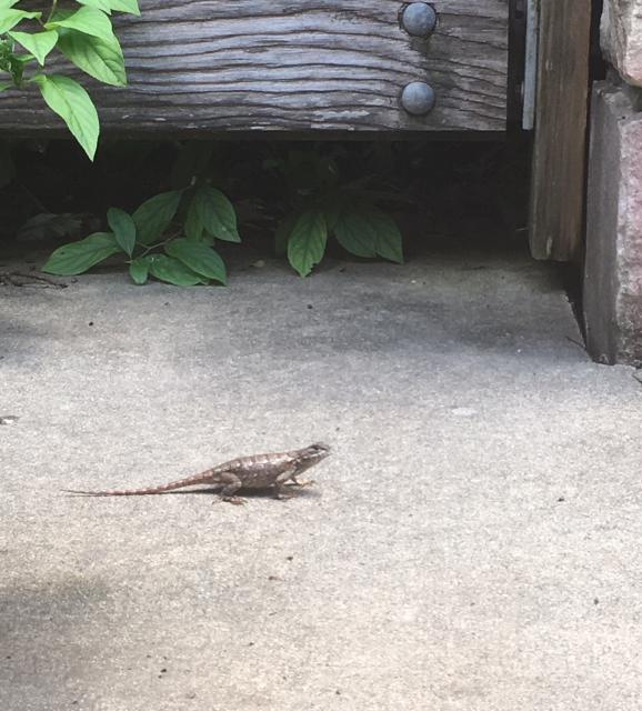 Eastern+Fence+Lizard (<I>Sceloporus undulatus</I>), Crowders Mountain State Park, North Carolina, United States