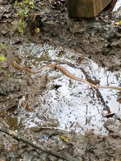 Northern+Water+Snake (<I>Nerodia sipedon</I>), Crowders Mountain State Park, North Carolina, United States