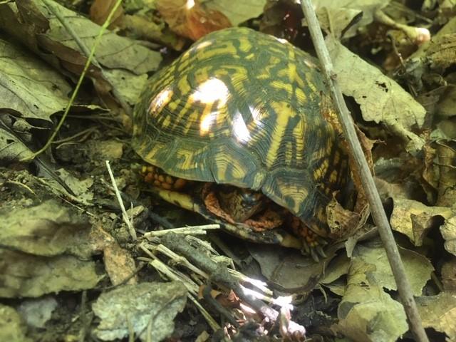 Eastern+Box+Turtle (<I>Terrapene carolina</I>), Crowders Mountain State Park, North Carolina, United States