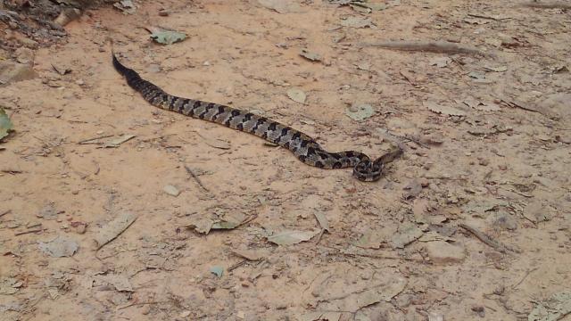 Timber+Rattlesnake (<I>Crotalus horridus</I>), Crowders Mountain State Park, North Carolina, United States
