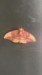 Eacles imperialis
