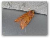 Papaipema sp. 3