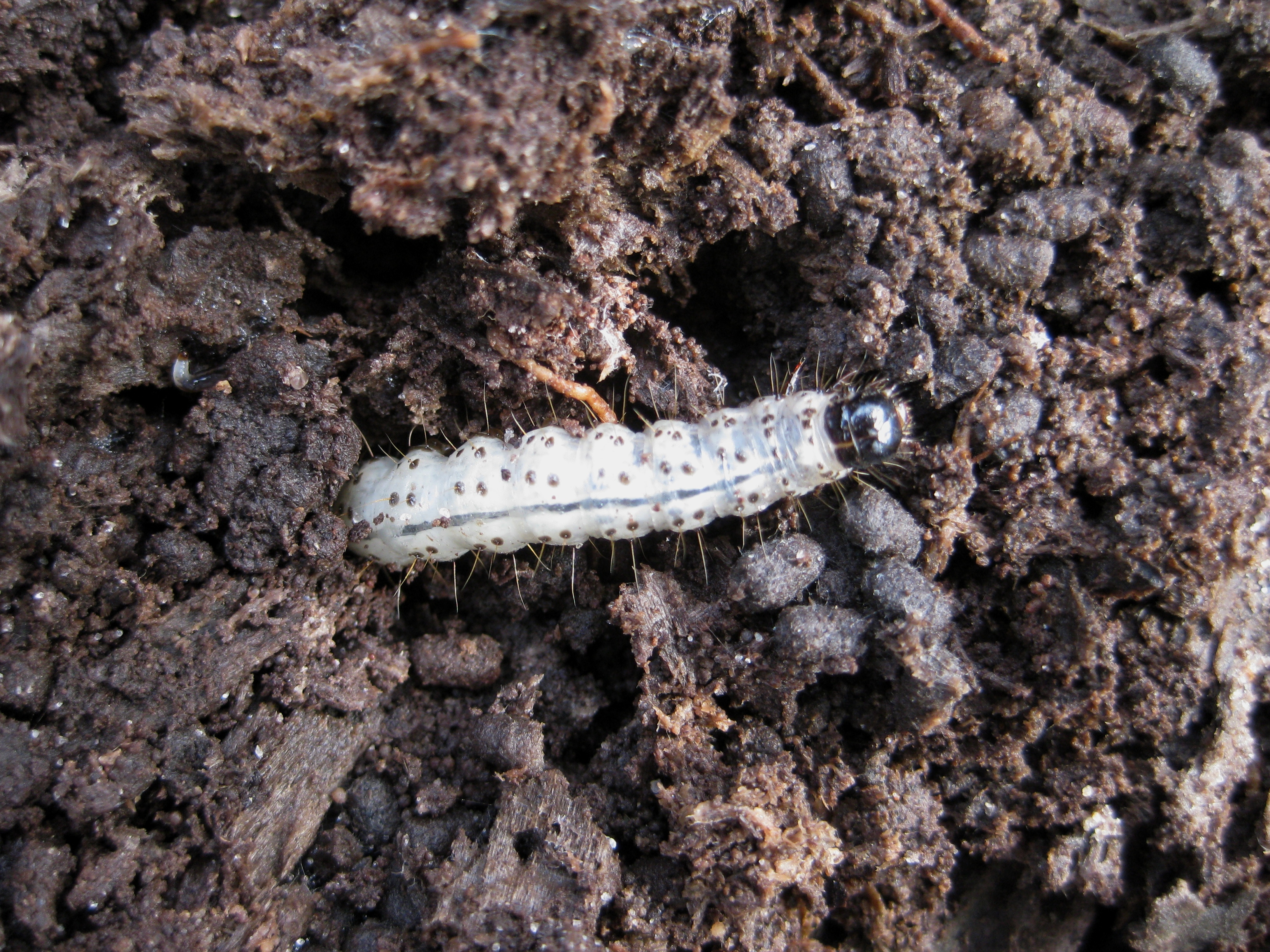 Scolecocampa liburna