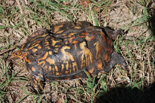 Eastern+Box+Turtle (<I>Terrapene carolina</I>), Dismal Swamp State Park, North Carolina, United States