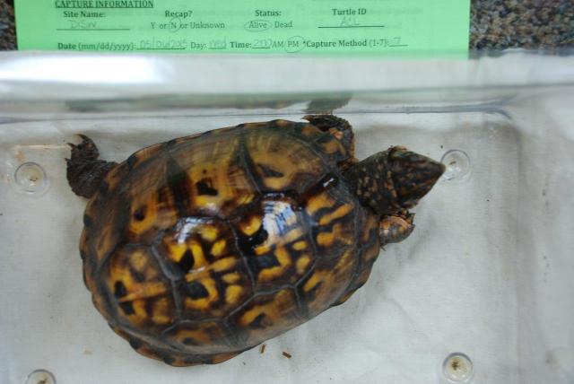 Eastern+Box+Turtle (<I>Terrapene carolina</I>), Dismal Swamp State Park, North Carolina, United States