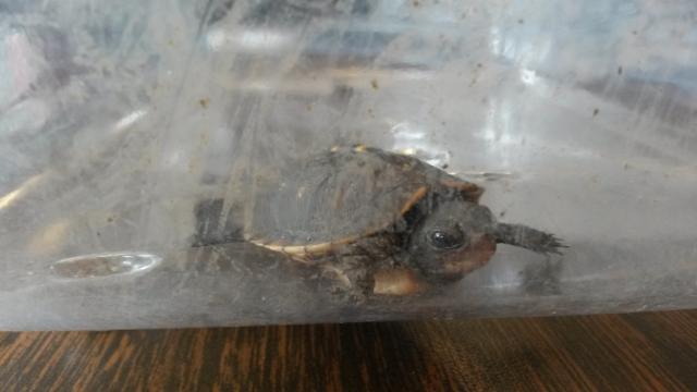 Eastern+Box+Turtle (<I>Terrapene carolina</I>), Dismal Swamp State Park, North Carolina, United States