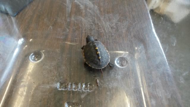 Eastern+Box+Turtle (<I>Terrapene carolina</I>), Dismal Swamp State Park, North Carolina, United States