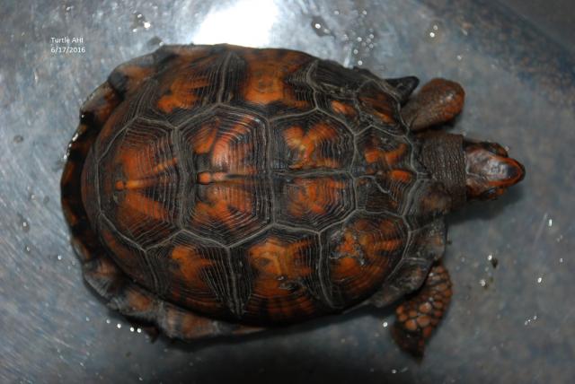 Eastern+Box+Turtle (<I>Terrapene carolina</I>), Dismal Swamp State Park, North Carolina, United States