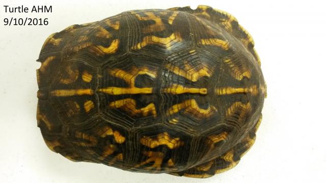 Eastern+Box+Turtle (<I>Terrapene carolina</I>), Dismal Swamp State Park, North Carolina, United States