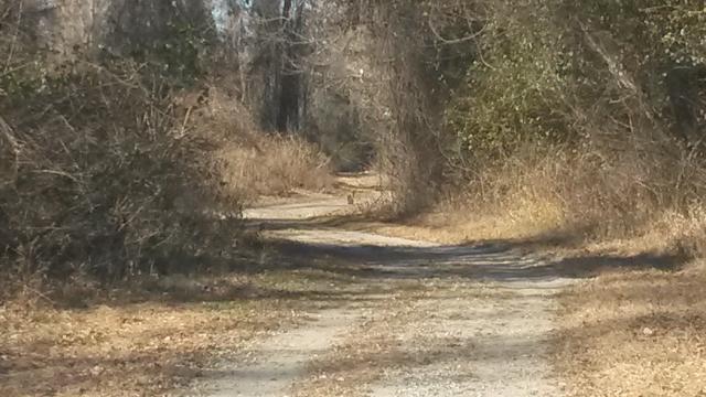 Bobcat (<I>Lynx rufus</I>), Dismal Swamp State Park, North Carolina, United States