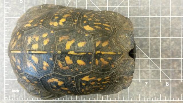 Eastern+Box+Turtle (<I>Terrapene carolina</I>), Dismal Swamp State Park, North Carolina, United States