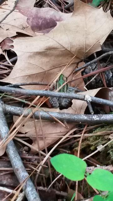 Southern+Leopard+Frog (<I>Lithobates sphenocephalus</I>), Dismal Swamp State Park, North Carolina, United States