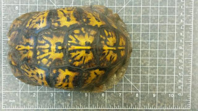 Eastern+Box+Turtle (<I>Terrapene carolina</I>), Dismal Swamp State Park, North Carolina, United States