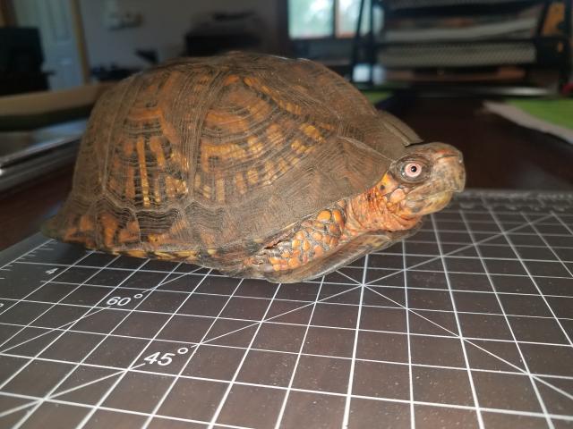 Eastern+Box+Turtle (<I>Terrapene carolina</I>), Dismal Swamp State Park, North Carolina, United States