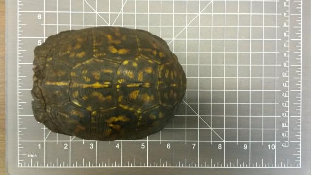 Eastern+Box+Turtle (<I>Terrapene carolina</I>), Dismal Swamp State Park, North Carolina, United States