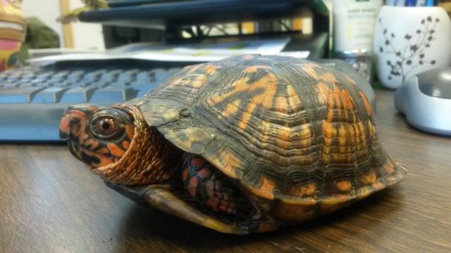 Eastern+Box+Turtle (<I>Terrapene carolina</I>), Dismal Swamp State Park, North Carolina, United States