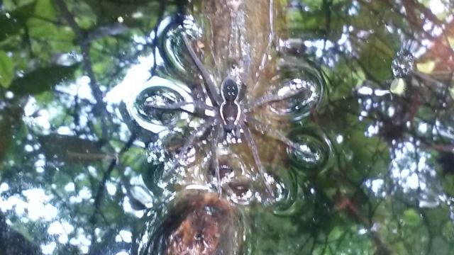 Six-spotted+Fishing+Spider (<I>Dolomedes triton</I>), Dismal Swamp State Park, North Carolina, United States