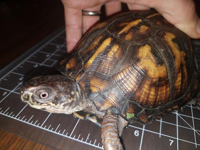 Eastern+Box+Turtle (<I>Terrapene carolina</I>), Dismal Swamp State Park, North Carolina, United States