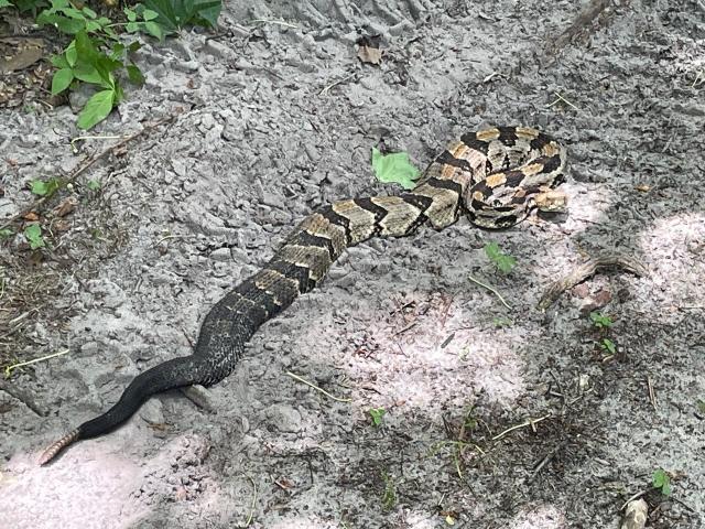 Timber+Rattlesnake (<I>Crotalus horridus</I>), Dismal Swamp State Park, North Carolina, United States