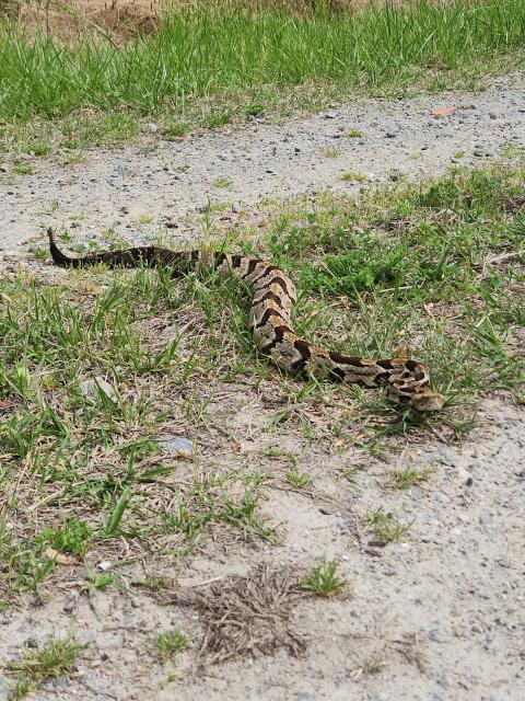 Timber+Rattlesnake (<I>Crotalus horridus</I>), Dismal Swamp State Park, North Carolina, United States