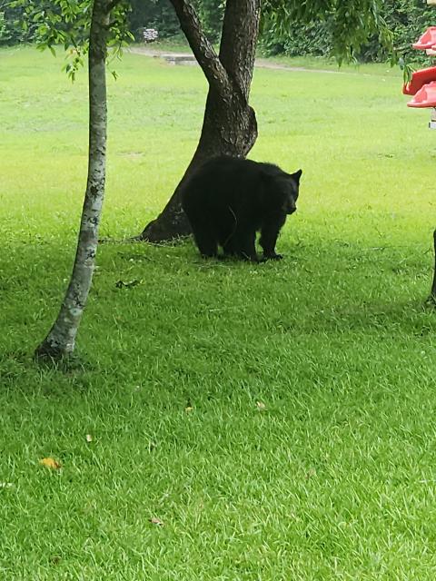 Black+Bear (<I>Ursus americanus</I>), Dismal Swamp State Park, North Carolina, United States