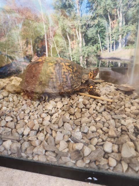 Eastern+Box+Turtle (<I>Terrapene carolina</I>), Dismal Swamp State Park, North Carolina, United States