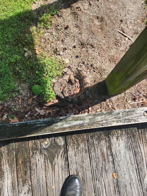 Timber+Rattlesnake (<I>Crotalus horridus</I>), Dismal Swamp State Park, North Carolina, United States