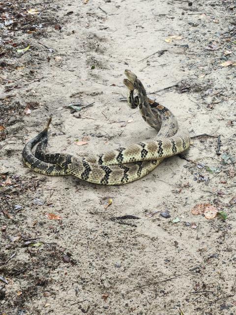 Timber+Rattlesnake (<I>Crotalus horridus</I>), Dismal Swamp State Park, North Carolina, United States