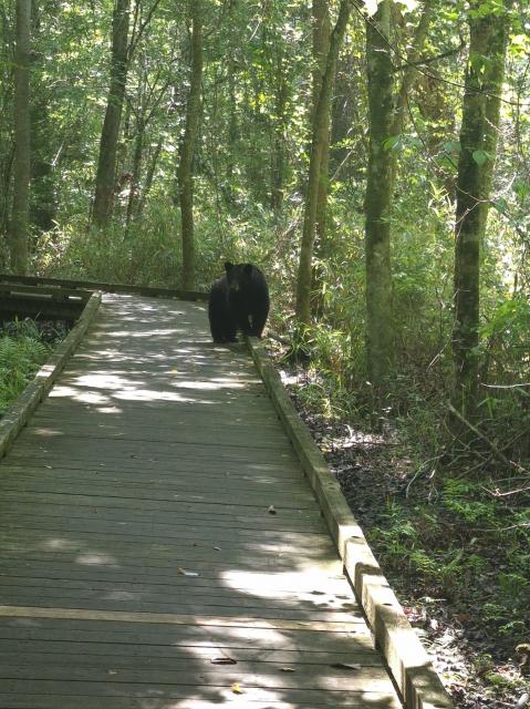 Black+Bear (<I>Ursus americanus</I>), Dismal Swamp State Park, North Carolina, United States
