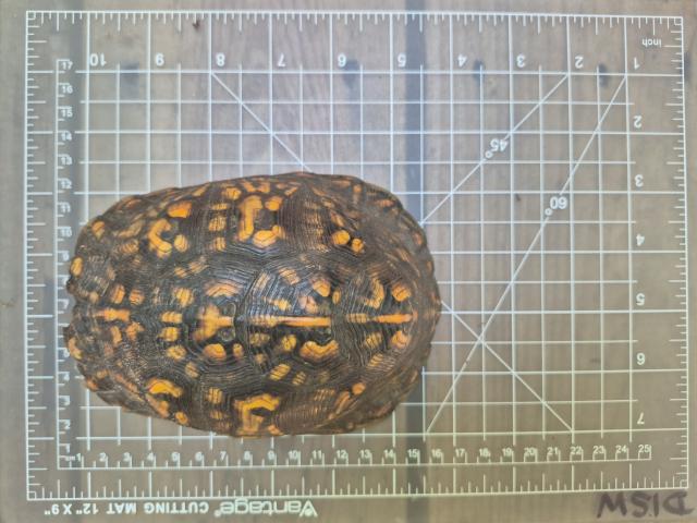 Eastern+Box+Turtle (<I>Terrapene carolina</I>), Dismal Swamp State Park, North Carolina, United States