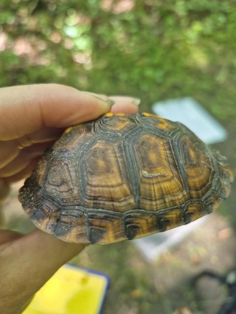 Eastern+Box+Turtle (<I>Terrapene carolina</I>), Dismal Swamp State Park, North Carolina, United States