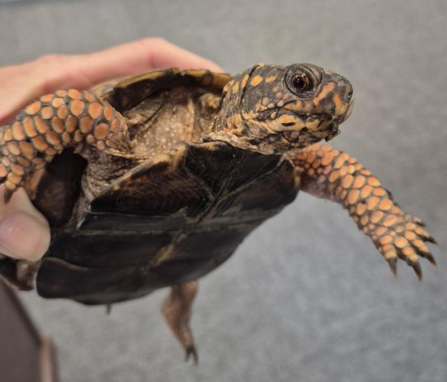 Eastern+Box+Turtle (<I>Terrapene carolina</I>), Dismal Swamp State Park, North Carolina, United States