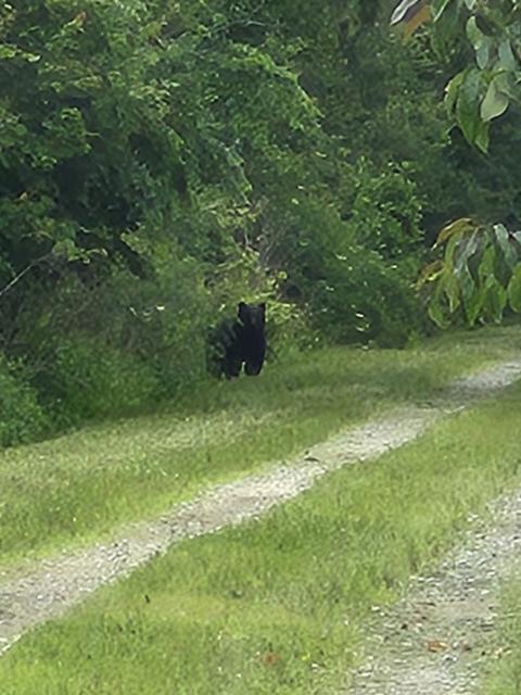 Black+Bear (<I>Ursus americanus</I>), Dismal Swamp State Park, North Carolina, United States