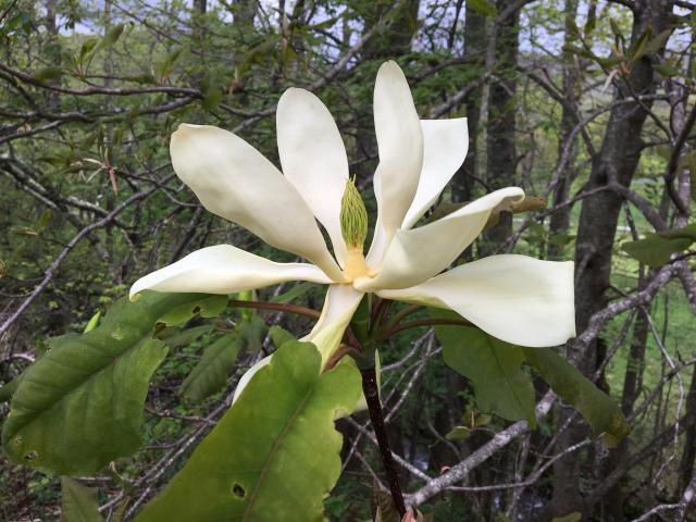 Fraser+Magnolia (<I>Magnolia fraseri</I>), Elk Knob State Park, North Carolina, United States