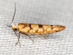 Argyresthia alternatella