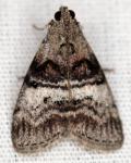 Pococera unidentified species