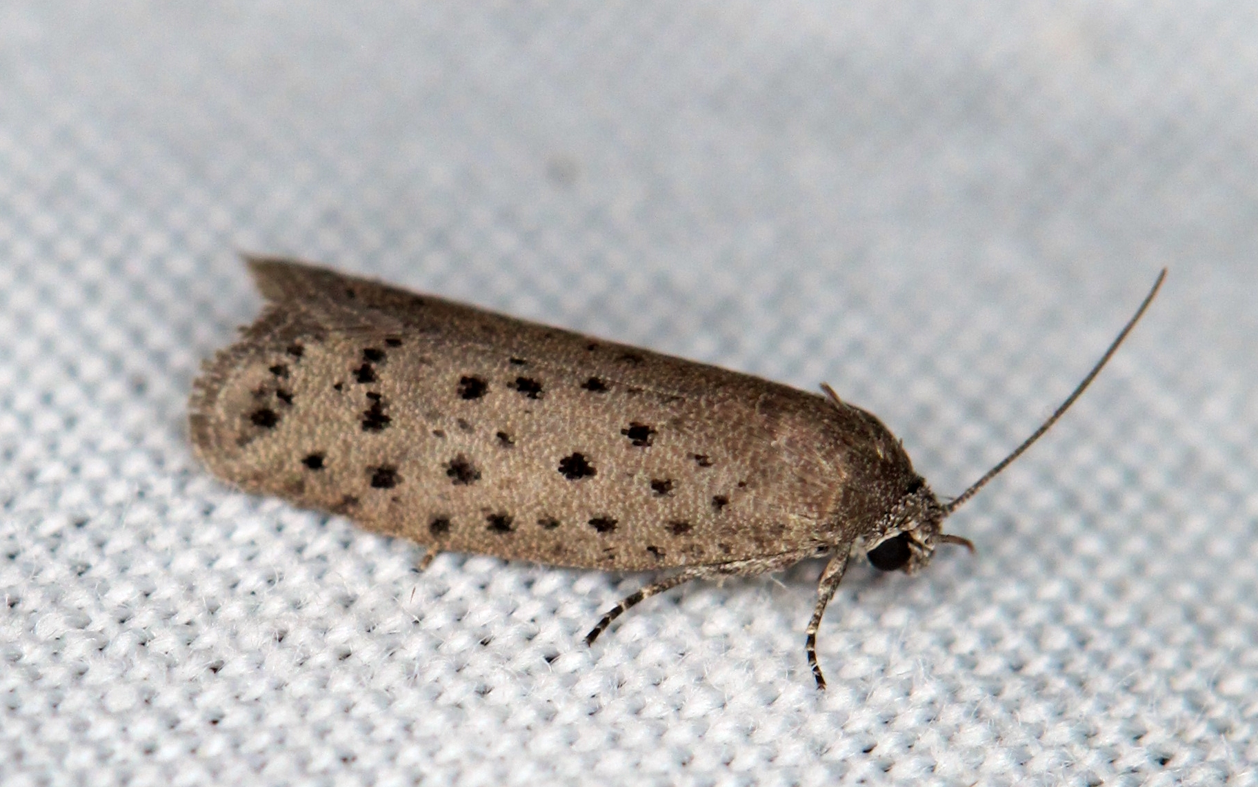 Homadaula anisocentra