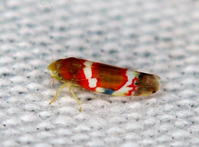 Grapevine+Leafhopper (<I>Erythroneura vitis</I>), Eno River State Park, North Carolina, United States