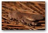 Arphia xanthoptera
